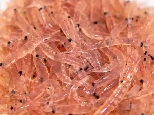 Krill, crustáceo antártico, para suplir el déficit de Omega-3. Fuente: SUPERBAKrill Blog.